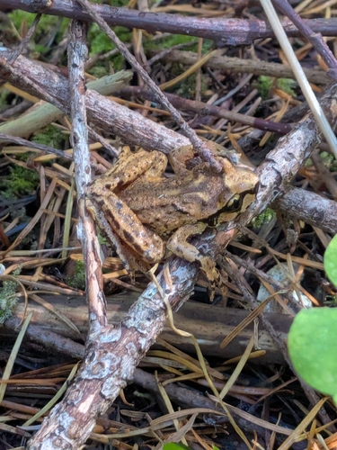 Ascaphus truei observed 2026-10-17