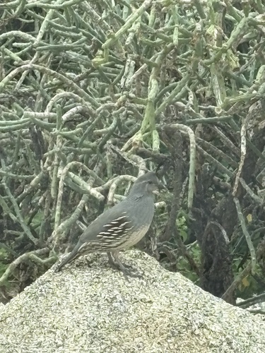 Gambel's Quail observed by eliz913