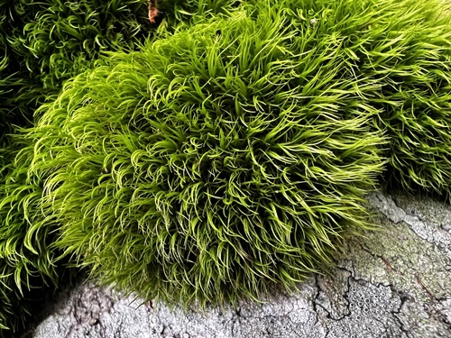 Paraleucobryum longifolium observed 2026-10-17