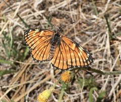 Chlosyne coronado coronado