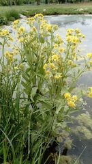 Tephroseris palustris