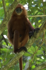 Presbytis rubicunda