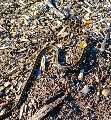 Common Garter Snake observed by julia_2607