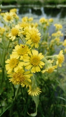 Tephroseris palustris