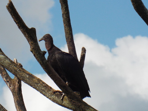 Urubu-de-cabeça-preta observed by sete_orelhas