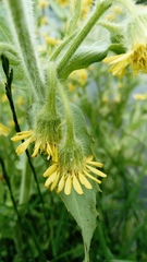 Tephroseris palustris