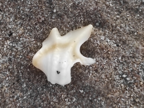 Aporrhais pespelecani observed 2026-10-17