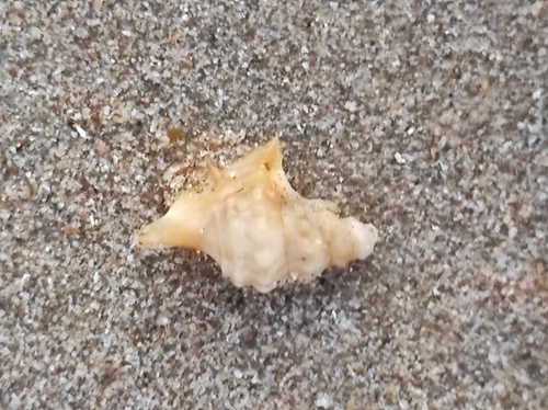 Aporrhais pespelecani observed 2026-10-17