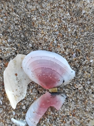 Tellina tenuis, 2026-10-17