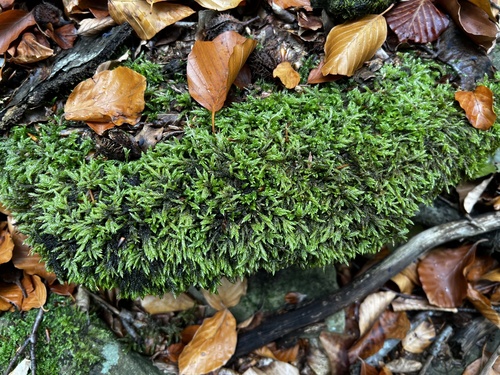 Isothecium alopecuroides observed 2026-10-17