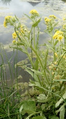 Tephroseris palustris