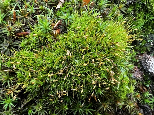 Dicranella heteromalla observed 2026-10-17