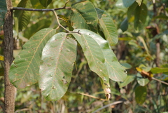 Dipterocarpaceae