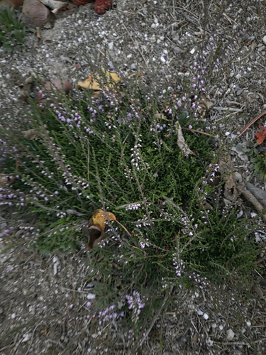 common heather