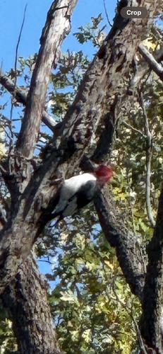 Red-headed Woodpecker observed by manders_groves