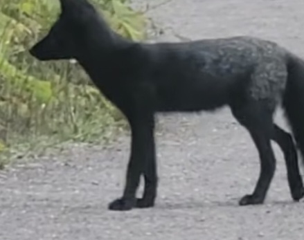 Coyote observed by hxricp