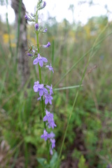 Lobelia gattingeri