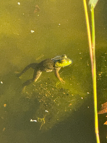 American Bullfrog observed by deeviousjay
