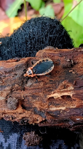 Scarlet-bordered Assassin Bug