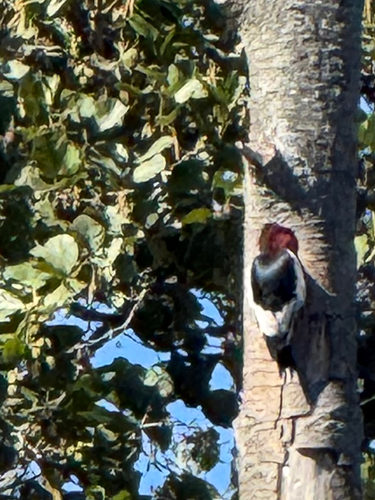 Red-headed Woodpecker observed by kspace11