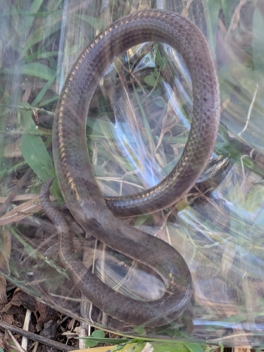 Common Wormsnake