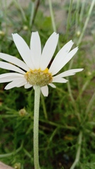 Anthemis ruthenica