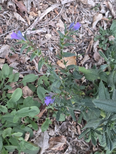 Lax Viper's-bugloss