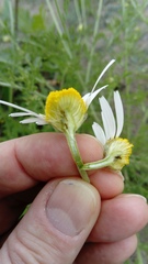 Anthemis ruthenica