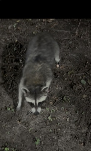 Common Raccoon observed by kgranado