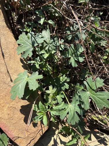 Callirhoe involucrata, 2026-10-17