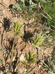 Bromus scoparius