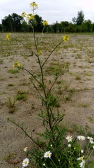 Sisymbrium loeselii