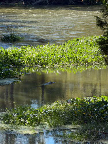 American Alligator observed by jackson_pross