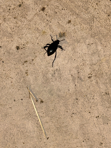 Eleodes spinipes