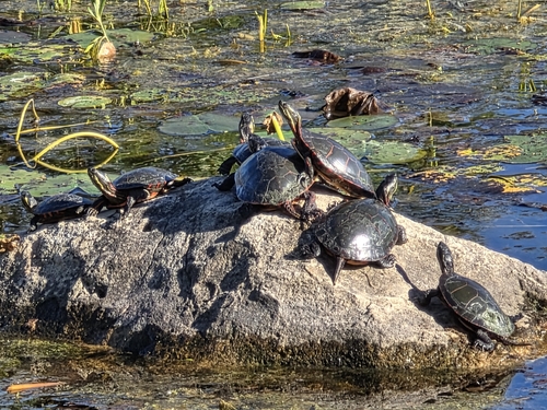 Painted Turtle observed by rae86264