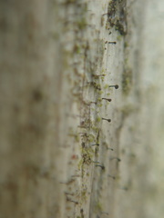 Mycocalicium subtile