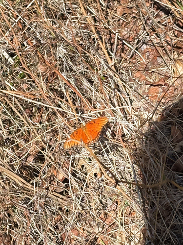 Gulf Fritillary