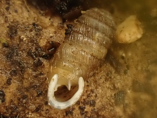 Doliolum observed 2026-10-17
