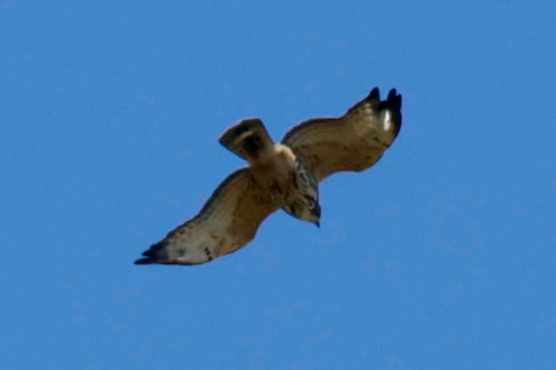Broad-winged Hawk observed by jhskevington