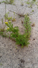 Matricaria discoidea