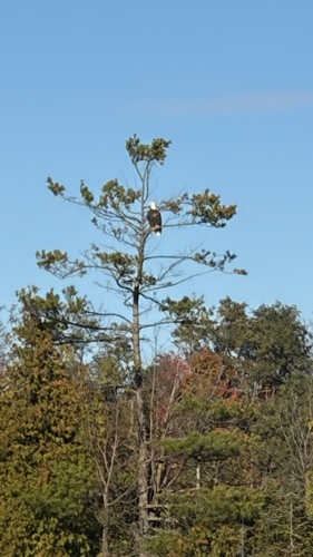 Bald Eagle observed by john_collinson