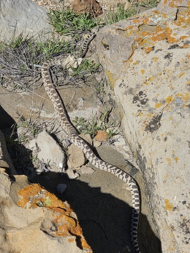 Gopher Snake observed by kbpedersen