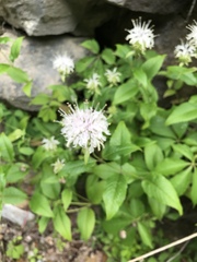 Monarda clinopodia