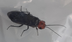 Acantholyda erythrocephala