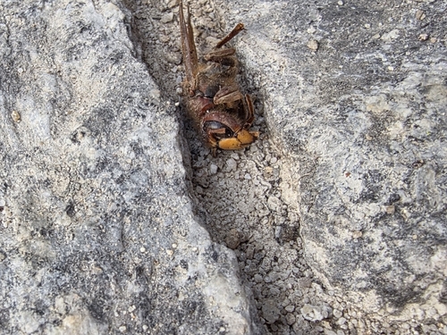 European Hornet