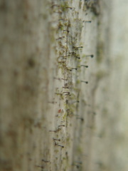 Mycocalicium subtile
