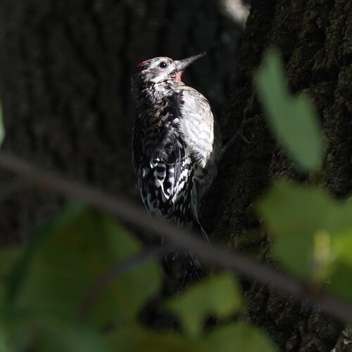 Yellow-bellied Sapsucker observed by danielskatz
