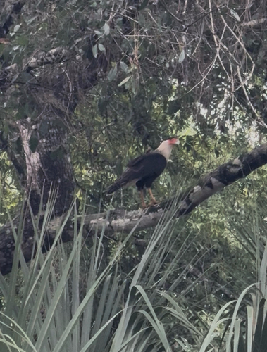 Crested Caracara observed by jtg22
