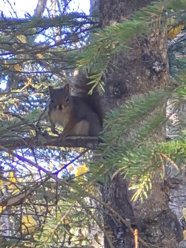 American Red Squirrel observed by cowboys787