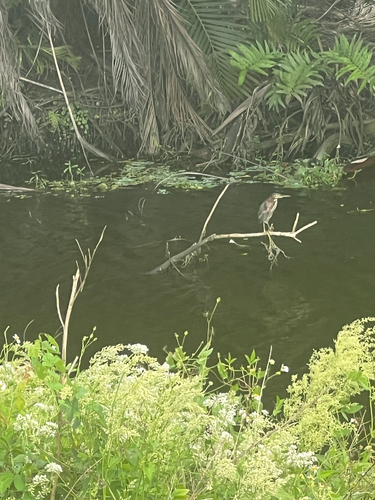 Green Heron observed by elago2024